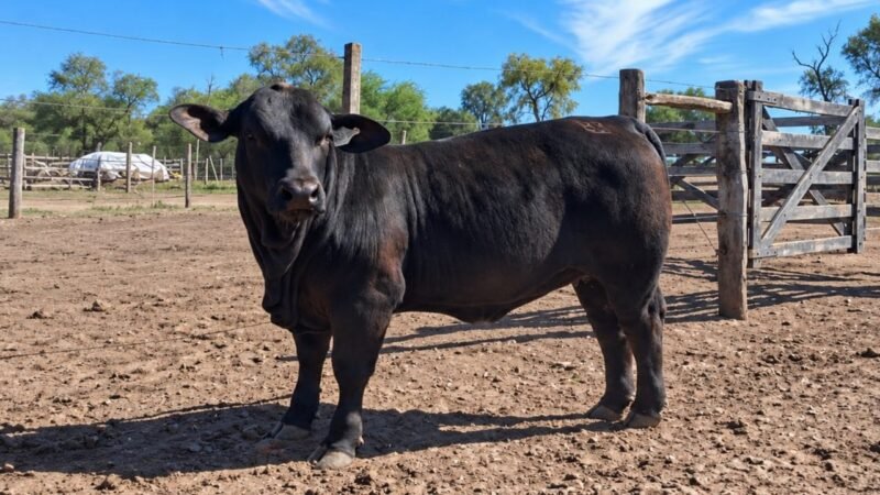 LOTE 54 - SAN CAYETANO