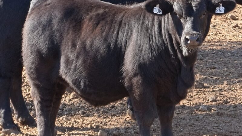 LOTE 27 RP H258 - SAN CAYETANO