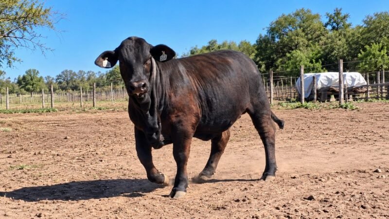 LOTE 53 - SAN CAYETANO