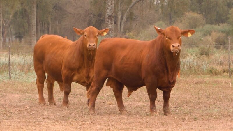 LOTE 10 RP F073 - DON LIVIO