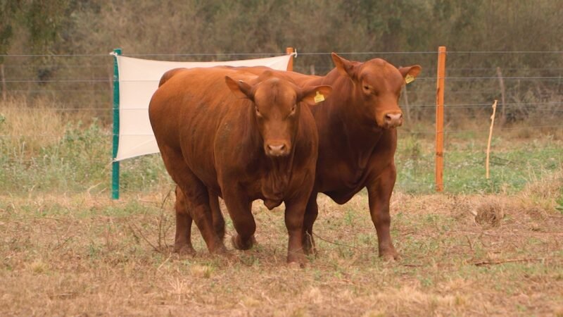 LOTE 14 RP E927 - DON LIVIO