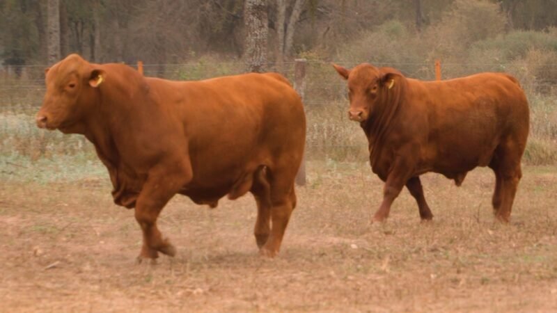 LOTE 17 RP F051 - DON LIVIO