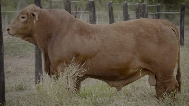 LOTE 18 RP L129 - EL DESCANSO