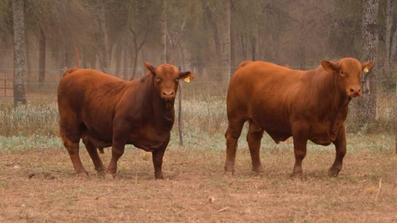 LOTE 21 RP F043 - DON LIVIO