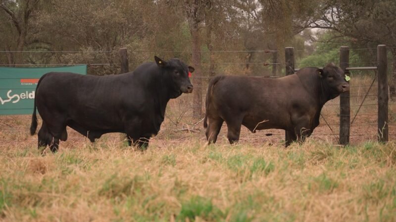 LOTE 22 RP M005 - EL DESCANSO