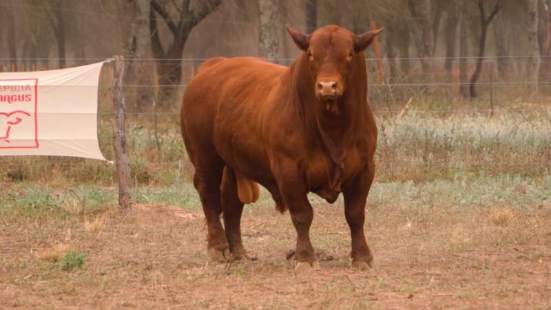 LOTE 24 RP E803 - DON LIVIO