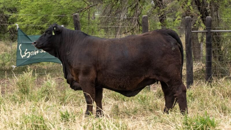 LOTE 31 RP N020 - EL DESCANSO