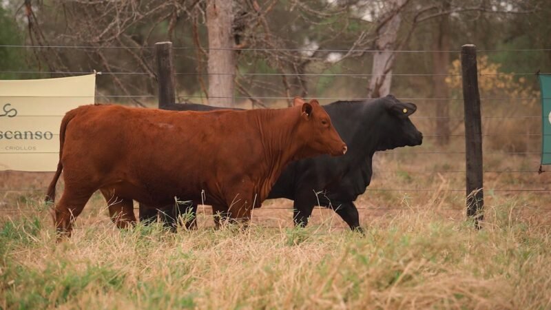 LOTE 34 - EL DESCANSO