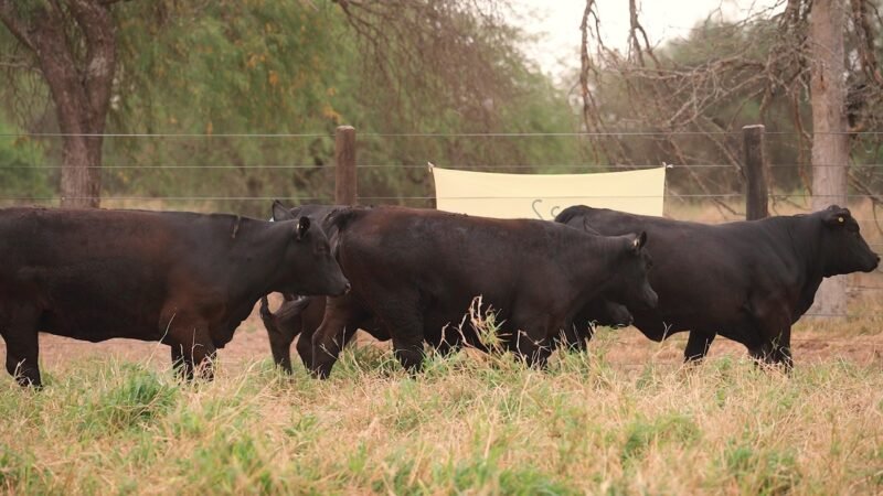 LOTE 35 - EL DESCANSO