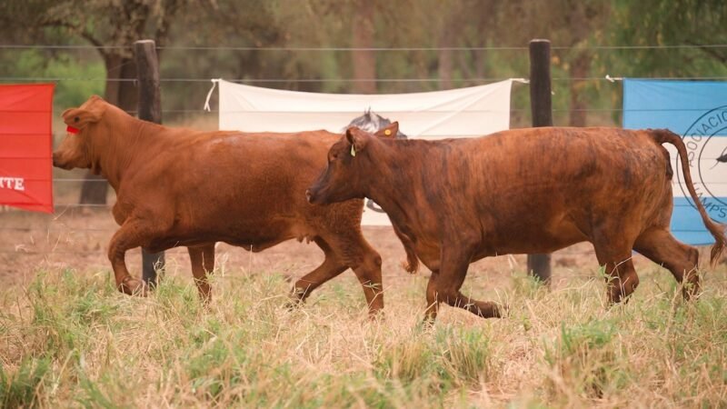 LOTE 37 - EL DESCANSO
