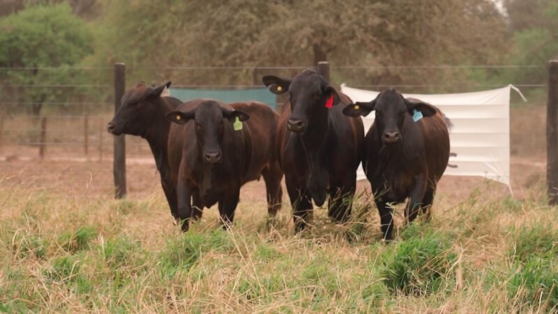 LOTE 38 - EL DESCANSO