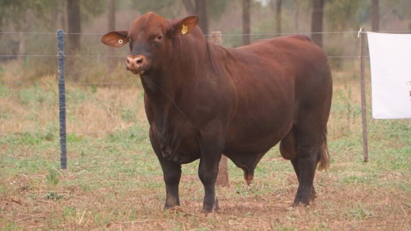 LOTE 4 RP E703 - DON LIVIO