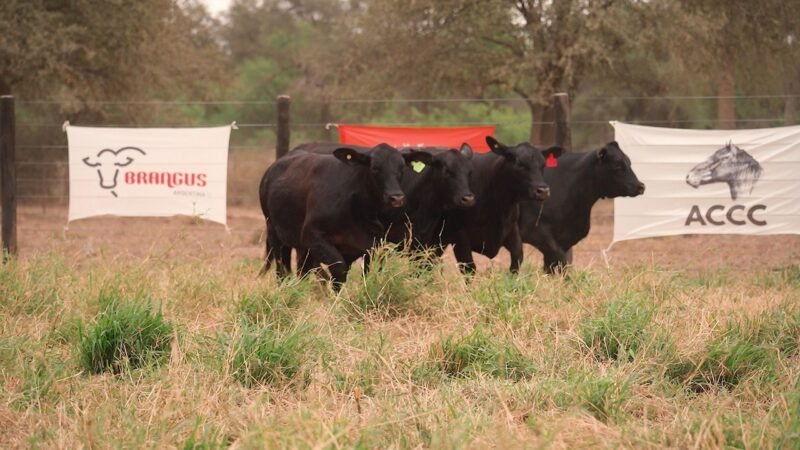 LOTE 40 - EL DESCANSO
