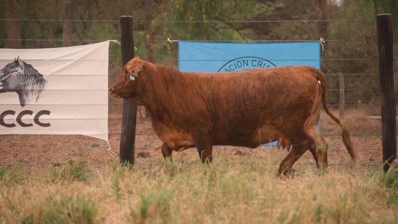 LOTE 41 - EL DESCANSO