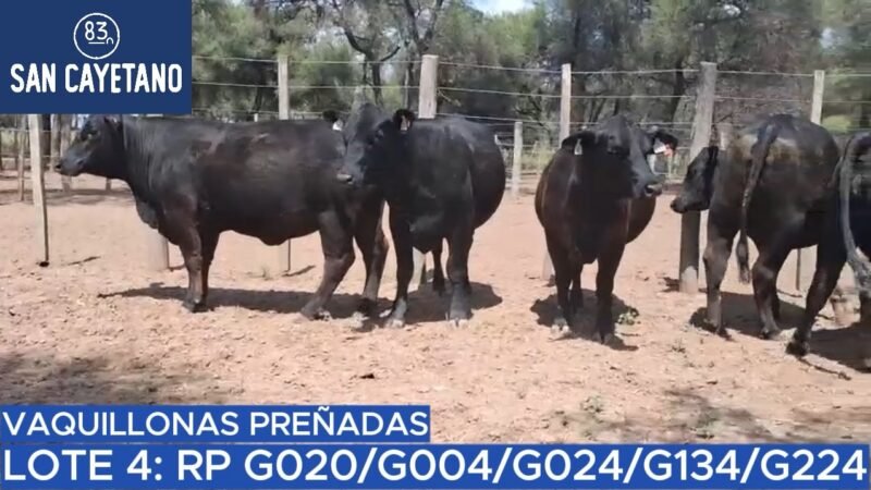 LOTE 43 - SAN CAYETANO