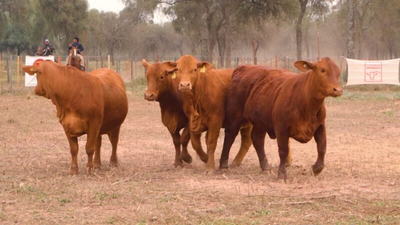 LOTE 45 - DON LIVIO