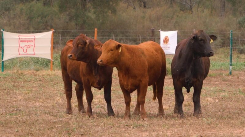 LOTE 46 - DON LIVIO