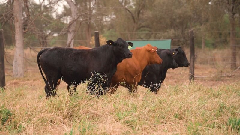 LOTE 47 - EL DESCANSO