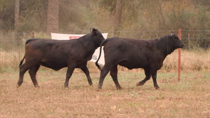 LOTE 48 - DON LIVIO