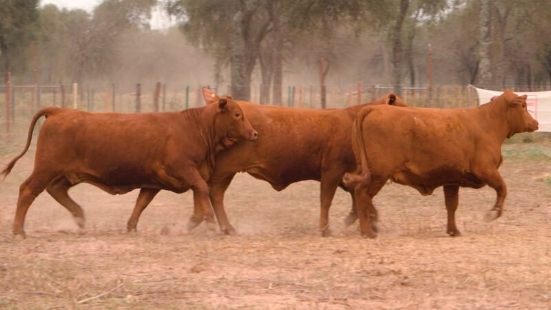 LOTE 49 - DON LIVIO
