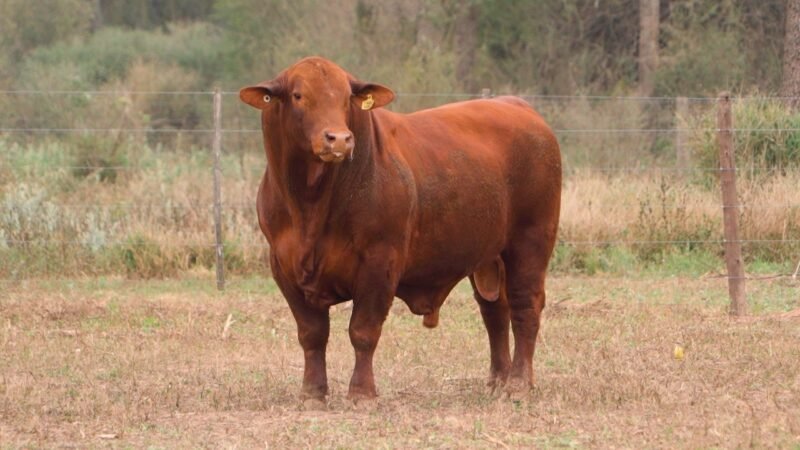 LOTE 5 RP E895 - DON LIVIO