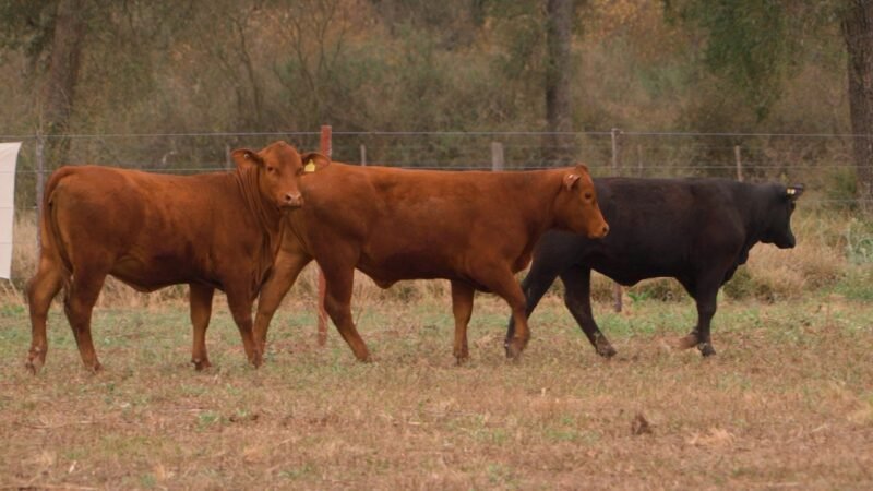 LOTE 51 - DON LIVIO