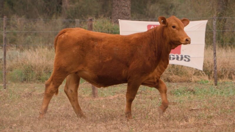 LOTE 52 - DON LIVIO
