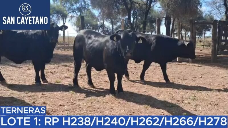 LOTE 55 - SAN CAYETANO