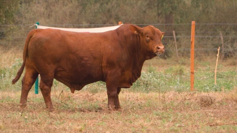 LOTE 6 RP E837 - DON LIVIO