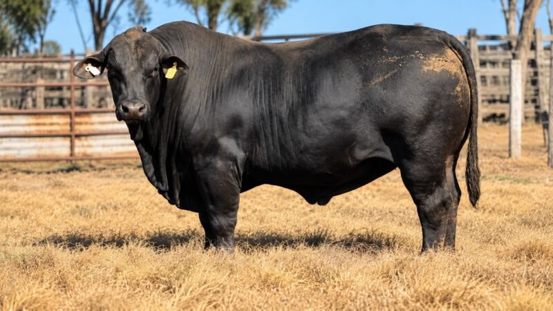 LOTE 7 RP F0039 - SAN CAYETANO